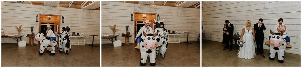 Inflatable cow costumes for winter wedding at koury farms