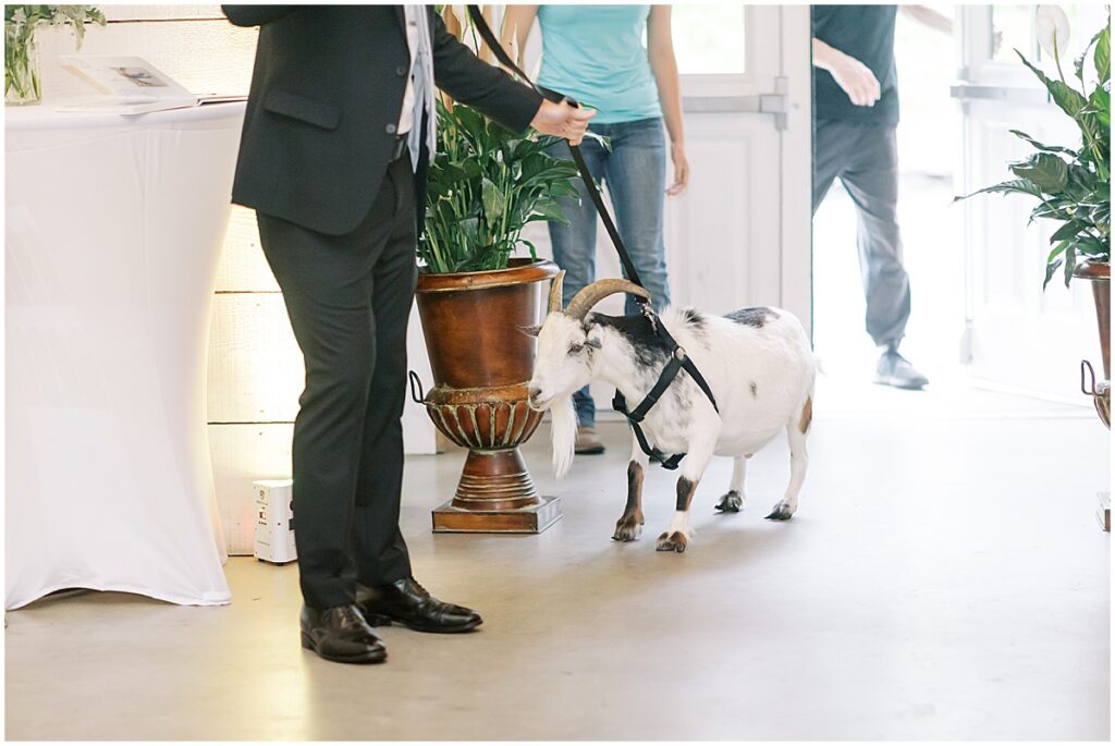 Goat at wedding reception at Koury Farms